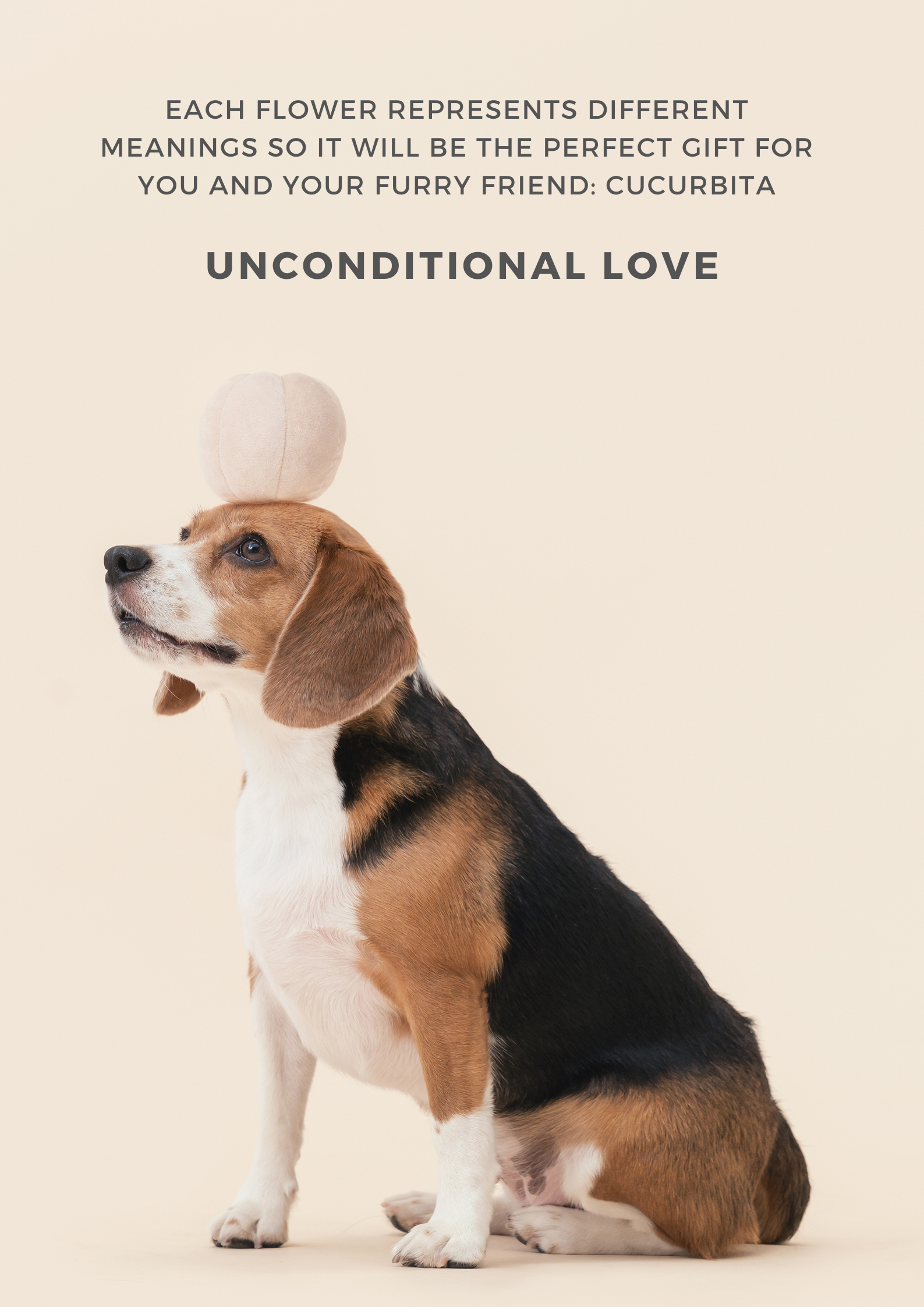 Paradise Pet Toy - Cucurbita